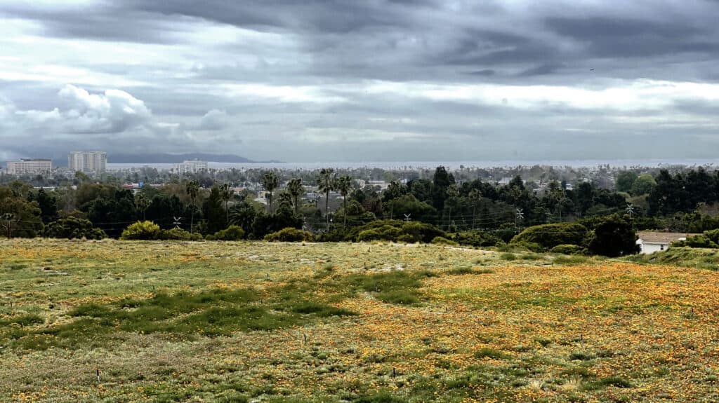 A gorgeous view of the west end of the runway, looking west at the bay and Catalina island, with blooming flowers in the foreground.